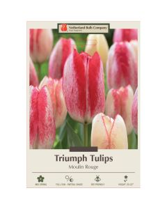 Tulipa, Triumph Tulip 'Moulin Rouge' 