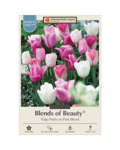 Tulipa Assortment, Triumph Tulip 'Pretty in Pink'