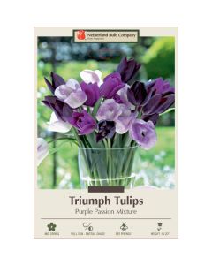 Tulipa Assortment, Triumph Tulip 'Purple Passion'