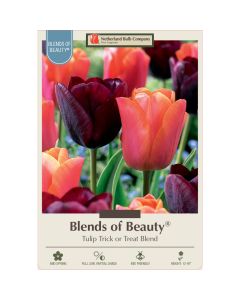Tulipa Assortment, Triumph Tulip 'Trick or Treat'