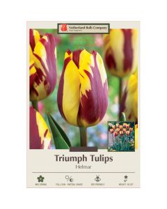 Tulipa, Triumph Tulip 'Helmar'