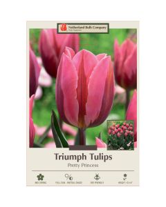 Tulipa, Triumph Tulip 'Pretty Princess'