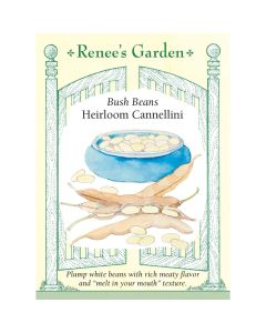 Phaseolus, Kidney Bean (Bush) 'Cannellini' ~ 43 seeds