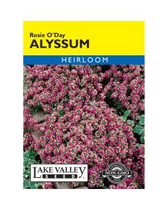 Labularia, Alyssum 'Rosie O’Day'