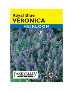 Veronica, Speedwell 'Royal Blue'