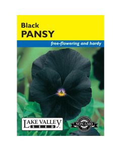 Viola, Pansy 'Black'