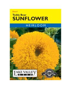 Helianthus, Dwarf Sunflower 'Teddy Bear' Heirloom