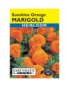 Tagetes, African Marigold 'Sunshine' Orange