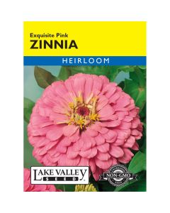 Zinnia 'Exquisite Pink' Heirloom