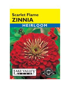 Zinnia 'Scarlet Flame'
