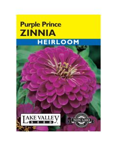 Zinnia 'Purple Prince'