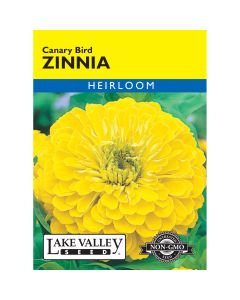 Zinnia 'Canary Bird'