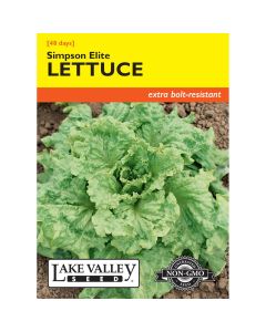 Lactuca, Loose-Leaf Lettuce 'Simpson Elite' Heirloom