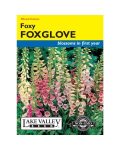 Digitalis, Dwarf Foxglove 'Foxy' Mixed Colors
