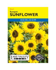 Helianthus, Dwarf Sunflower 'Sunspot' Heirloom
