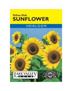 Helianthus, Sunflower 'Yellow Disk'