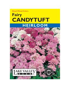 Iberis, Candytuft Mix 'Fairy' Heirloom