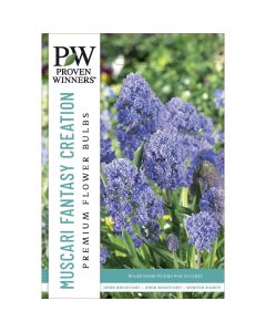 Muscari, Grape Hyacinth 'Fantasy Creation'