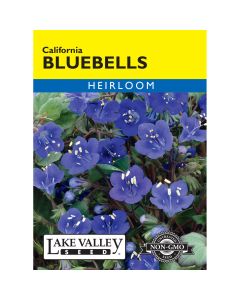 Phacelia, Bluebells 'California'