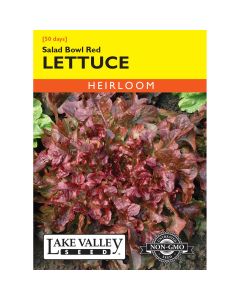 Lactuca, Loose-Leaf Lettuce 'Salad Bowl Red' Heirloom