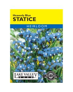Limonium, Statice 'Heavenly Blue'