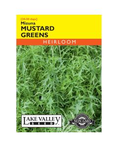 Brassica, Mustard Greens 'Mizuna' Heirloom