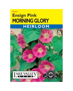 Convolvulus, Morning Glory 'Ensign Pink' Heirloom