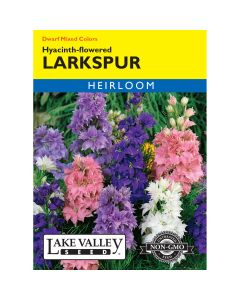 Consolida, Dwarf Larkspur 'Hyacinth-Flowered' Mixed Colors