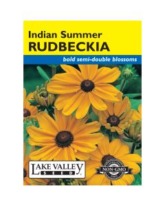 Rudbeckia, Black-Eyed Susan 'Indian Summer'