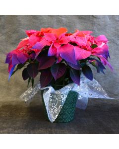 Painted Holiday Sunrise Poinsettia with Premium Cover