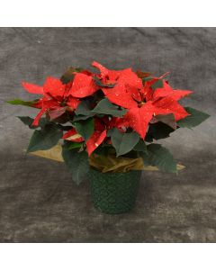 Jingle Bells Poinsettia with Premium Cover