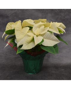 Classic White Poinsettia with Foil Cover