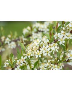 Prunus, Sand Cherry 'First Editions® Jade Parade®'