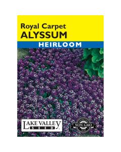 Lobularia, Alyssum 'Royal Carpet'