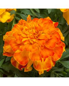 Tagetes, Marigold Endurance™ 'Sunset Gold'