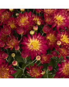Chrysanthemum, Novelty Fall Mum 'Summer Sunset'