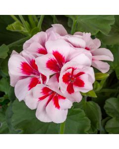 Geranium, Calliope® Medium 'White Splash'