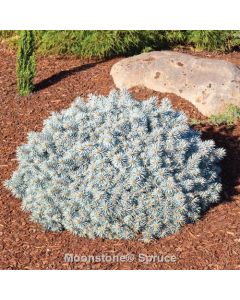 Picea, Colorado Spruce 'Moonstone® Globe'