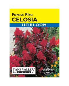 Celosia 'Forest Fire'