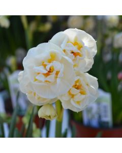 Narcissus, Double Flowering 'Bridal Crown'