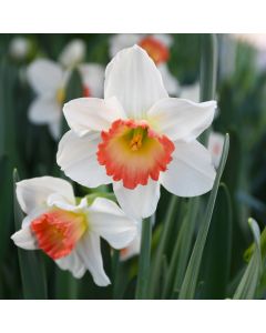 Narcissus, Large Cupped 'Pink Charm'