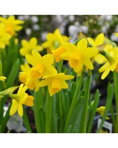 Narcissus, Cyclamineus 'Tête à Tête'