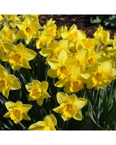 Narcissus, Daffodil Trumpet 'Dutch Master'
