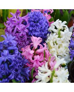 Hyacinth Assortment 'Gerten Grown Spring Mix'