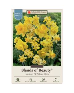 Narcissus Assortment, All Yellow Mixture