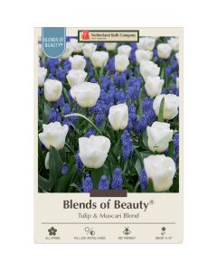 All Fall Bulbs, Blends of Beauty 'Tulip & Muscari'
