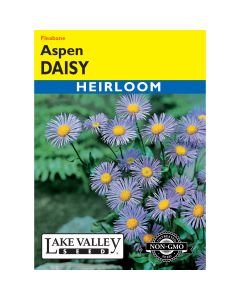 Erigeron, Aspen Daisy 'Fleabane' Heirloom