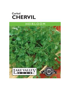 Anthriscus, Chervil 'Curled' Heirloom