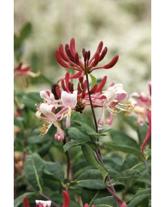 Lonicera, Common Honeysuckle 'Peaches & Cream'