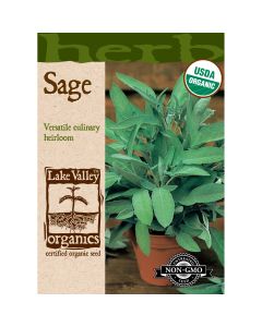 Salvia, Sage 'Broadleaf'